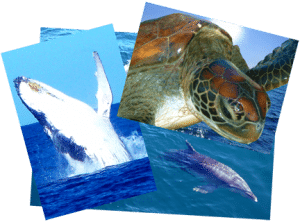 Local Marine wildlife includes Turtles, Dolphins and even Whales.